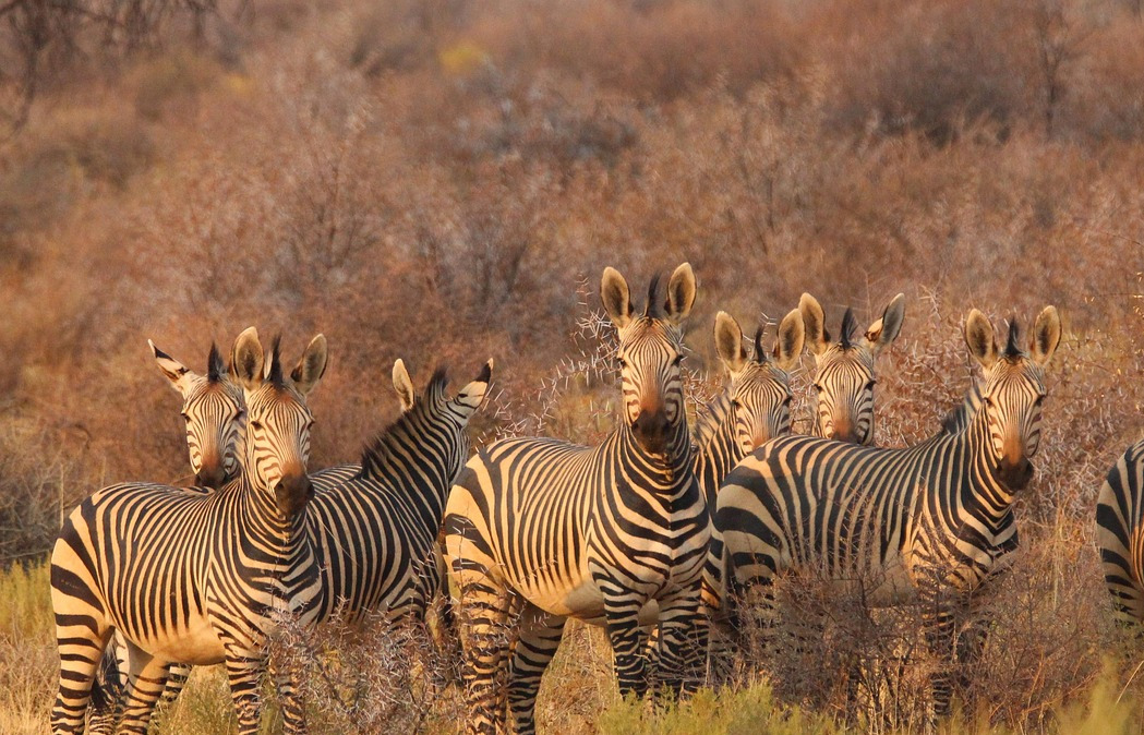 africa startup pitch